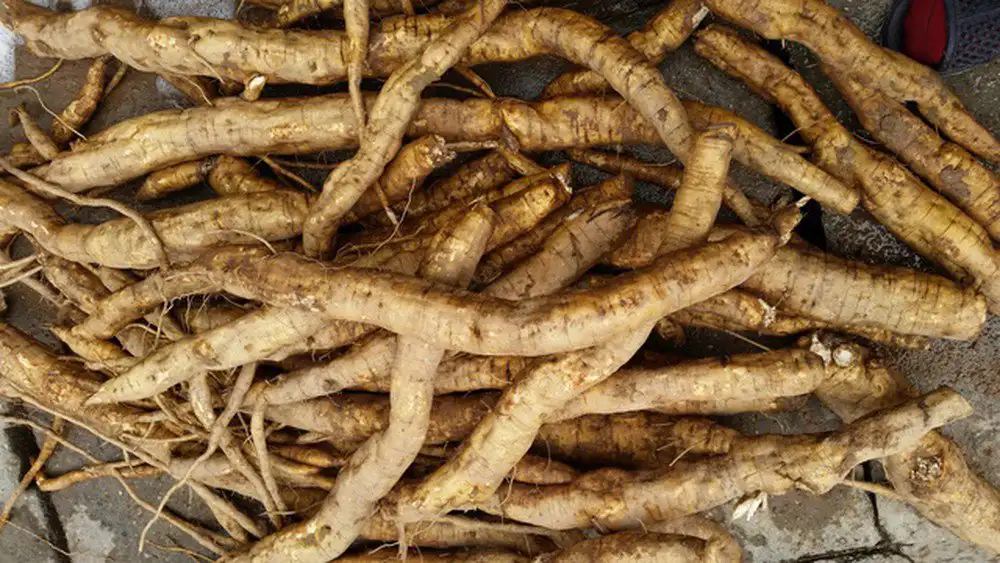 Bột sắn dây