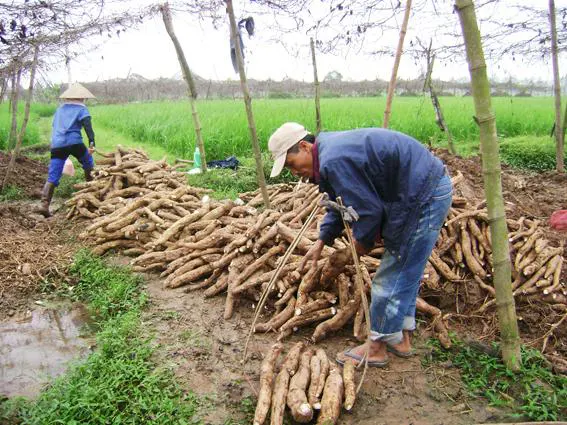 bột sắn dây
