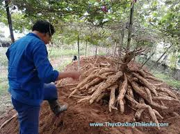 BỘT SẮN DÂY
